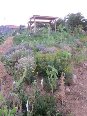 Kitchen Garden & Coop Tour 2014 - Gaia Gardens Sunflowers and Shade Structure