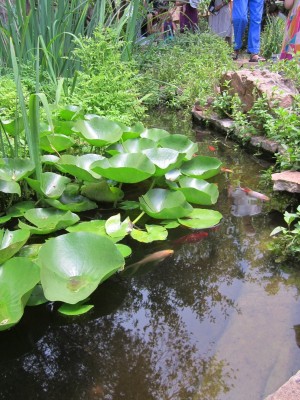 Kitchen Garden & Coop Tour 2014 - The Raincatcher Koi Pond