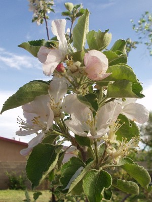 Apple Blossoms Apple Blossoms