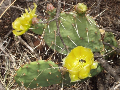 Bee pollinating Prickly Pear Cactus bloom