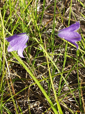 Bluebells of Scotland ~ Harebells Bluebells of Scotland ~ Harebells