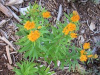 Butterfly Weed