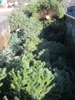 Christmas Tree Recycling