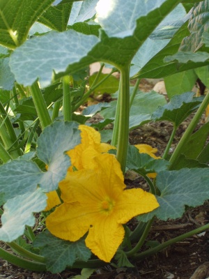 Delicata Squash Blossom