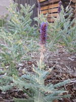 False Indigo Bush