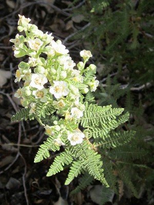 Fernbush blooming Fernbush blooming