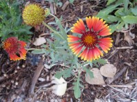 Firewheel - Gaillardia pulchella