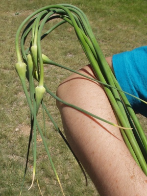 Garlic Scape bouquet