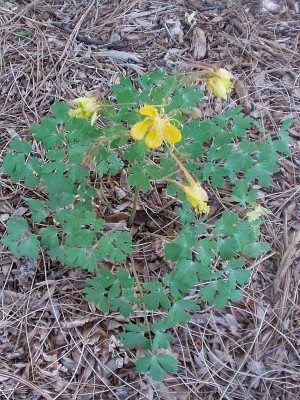 Golden Columbine flowers