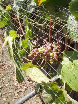 Grape vines at Talley Vineyards