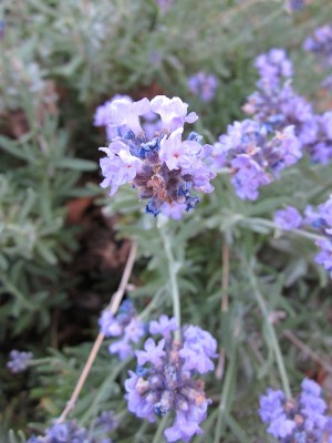 Lavender blooms