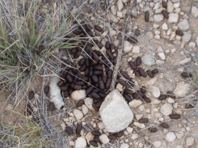 Mule Deer Scat