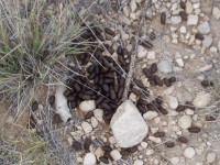 Mule Deer Scat
