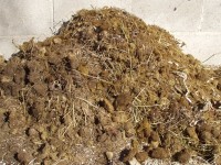 Mule Poop
