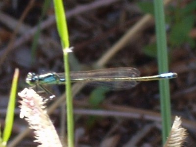 Narrow-Winged Damselfly