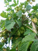 New Mexico Hops