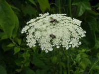 Owen Conservation Park, Madison, WI - Bees on Queen Anne's Lace Owen Conservation Park, Madison, WI - Bees on Queen Anne's Lace