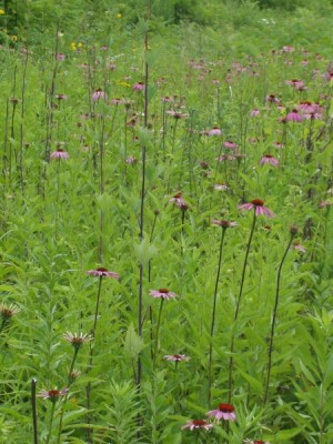 Owen Conservation Park, Madison, WI - Cone Flowers Owen Conservation Park, Madison, WI - Cone Flowers