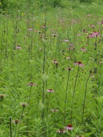 Owen Conservation Park, Madison, WI - Cone Flowers Owen Conservation Park, Madison, WI - Cone Flowers