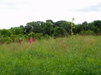 Owen Conservation Park, Madison, WI - Exploring the Prairie Owen Conservation Park, Madison, WI - Exploring the Prairie