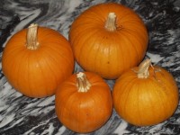 Pie Pumpkins
