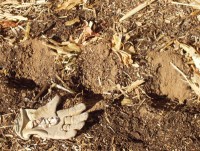 Planting Garlic