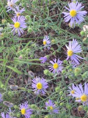 Purple Asters - Machaeranthera bigelovii Purple Asters - Machaeranthera bigelovii
