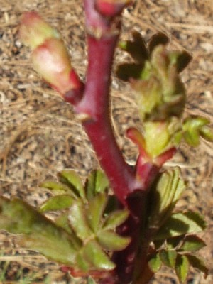 Rose bush Leaf buds opening