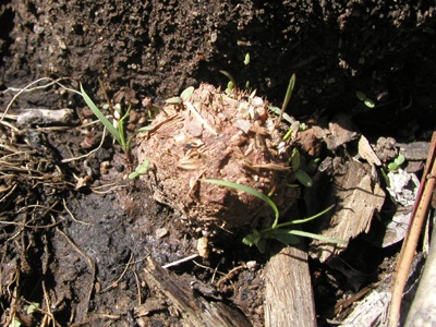 Seed Bomb sprouting grass