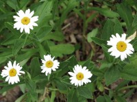 Shasta Daisies