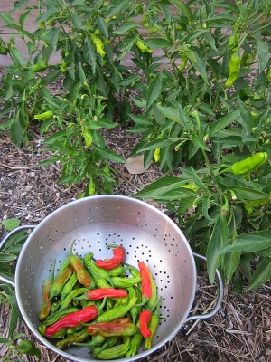Shishito Chile Peppers