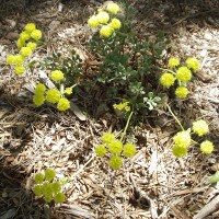 Sulphurflower Buckwheat in bloom