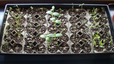 Tray of Seedlings