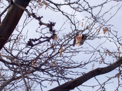 Tree captures carbon and kite Tree captures carbon and kite