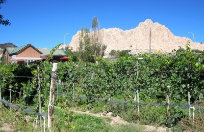 Vivac Tasting Room and 1725 vineyard