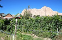 Vivac Tasting Room and 1725 vineyard