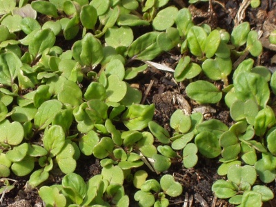 Winter sown greens sprouting