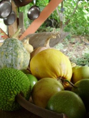 WWOOF Hawaii - Tropical Fruit