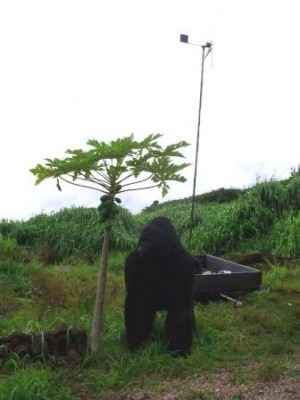 WWOOF Hawaii - Hansen the gorilla and a windmill