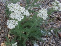 Common Yarrow in bloom