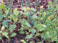 Young Kale in our cold frame